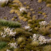 Gamers Grass Tufts: White Flowers - Wild 6mm