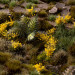 Gamers Grass Tufts: Yellow Flowers - Wild 6mm