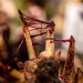 Dirty Down: Gore Effect (15ml)