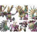 Conquest: Old Dominion - Centaur Kerykes Dual Kit