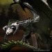 D&D Icons of the Realms: Adult Black Dragon