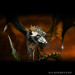 D&D Icons of the Realms: Adult Black Dragon